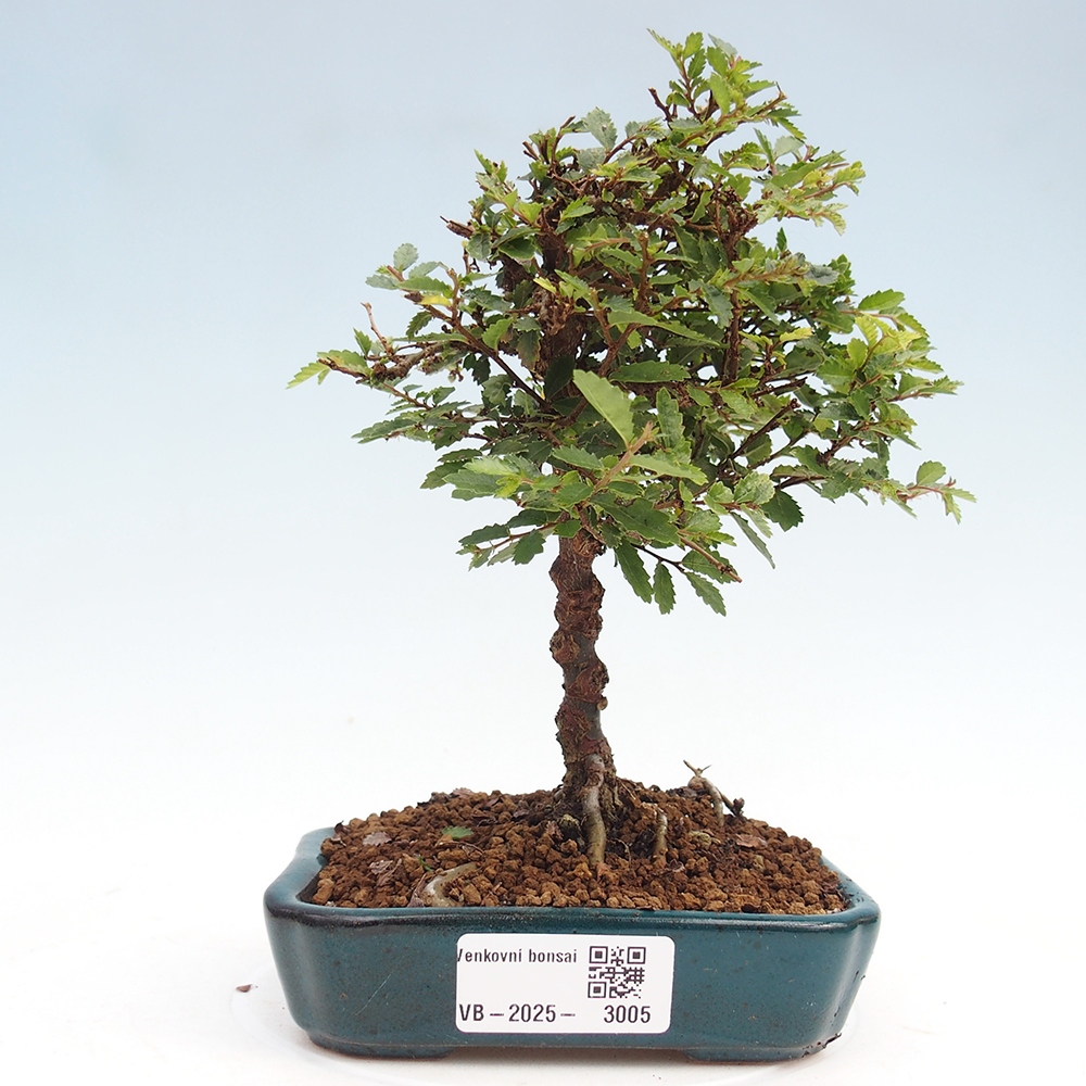 Venkovní bonsai - Ulmus parvifolia Sagei - Malolistý jilm