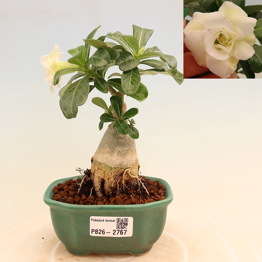 Pokojová bonsai - Adenium obesum roubovaná V.F.S.407  - Pouštní růže