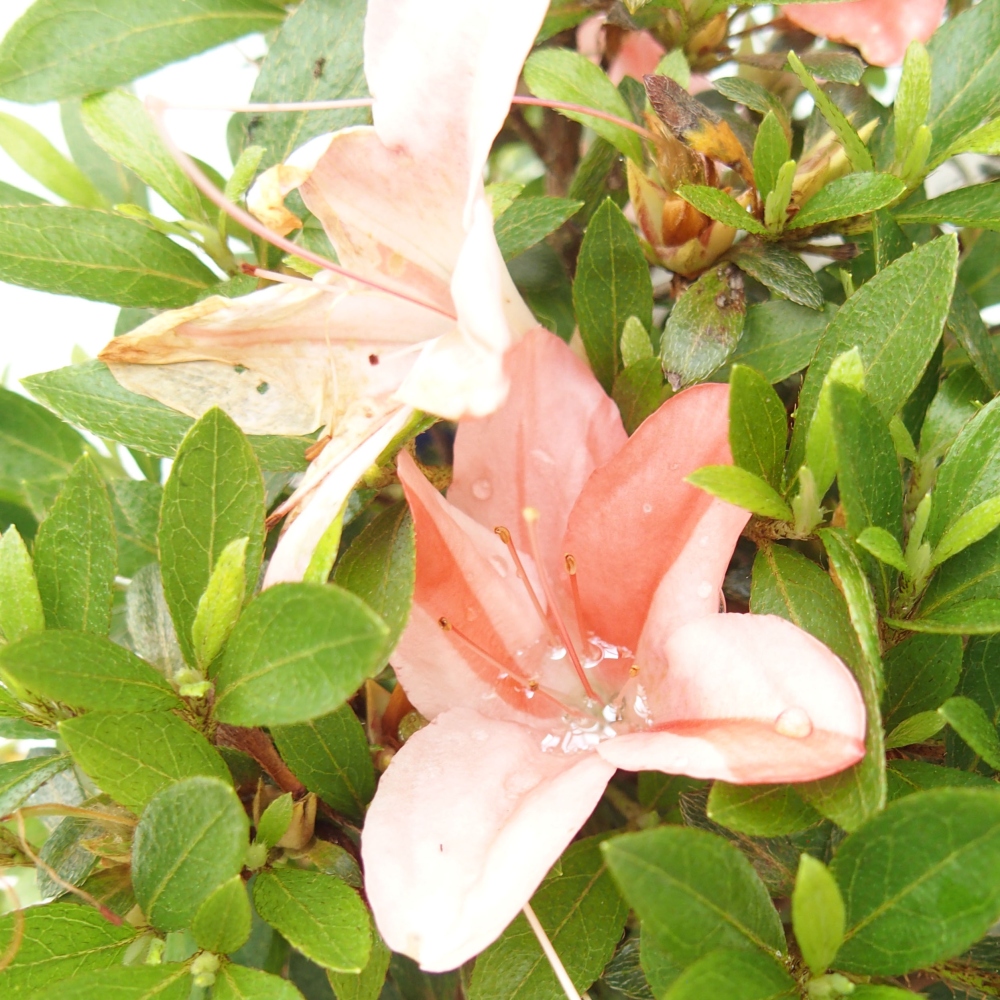 Venkovní bonsai - Japonská azalka - Azalea Nikko