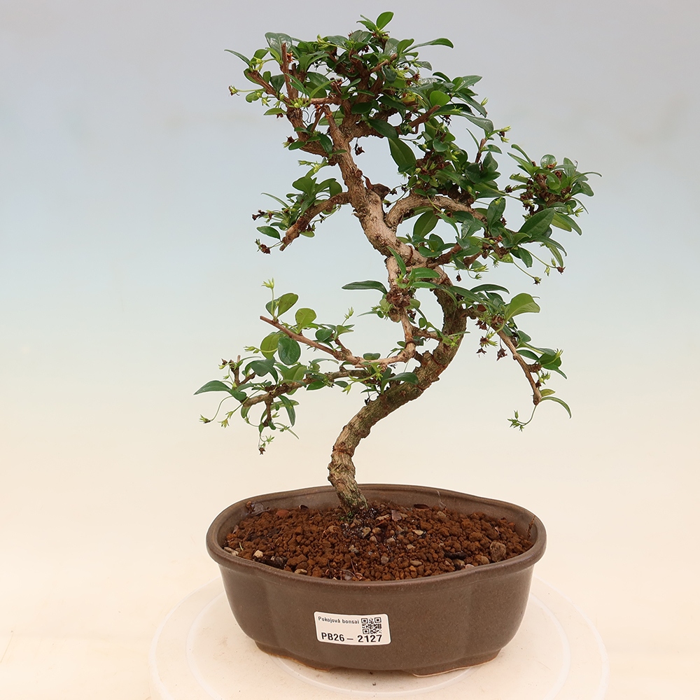 Pokojová bonsai - Carmona macrophylla - Čaj fuki