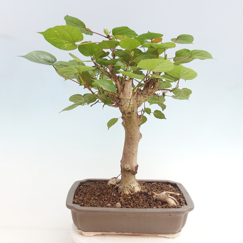 Pokojová bonsai - Hibiscus tiliaceus - Ibišek lípovitý, morský