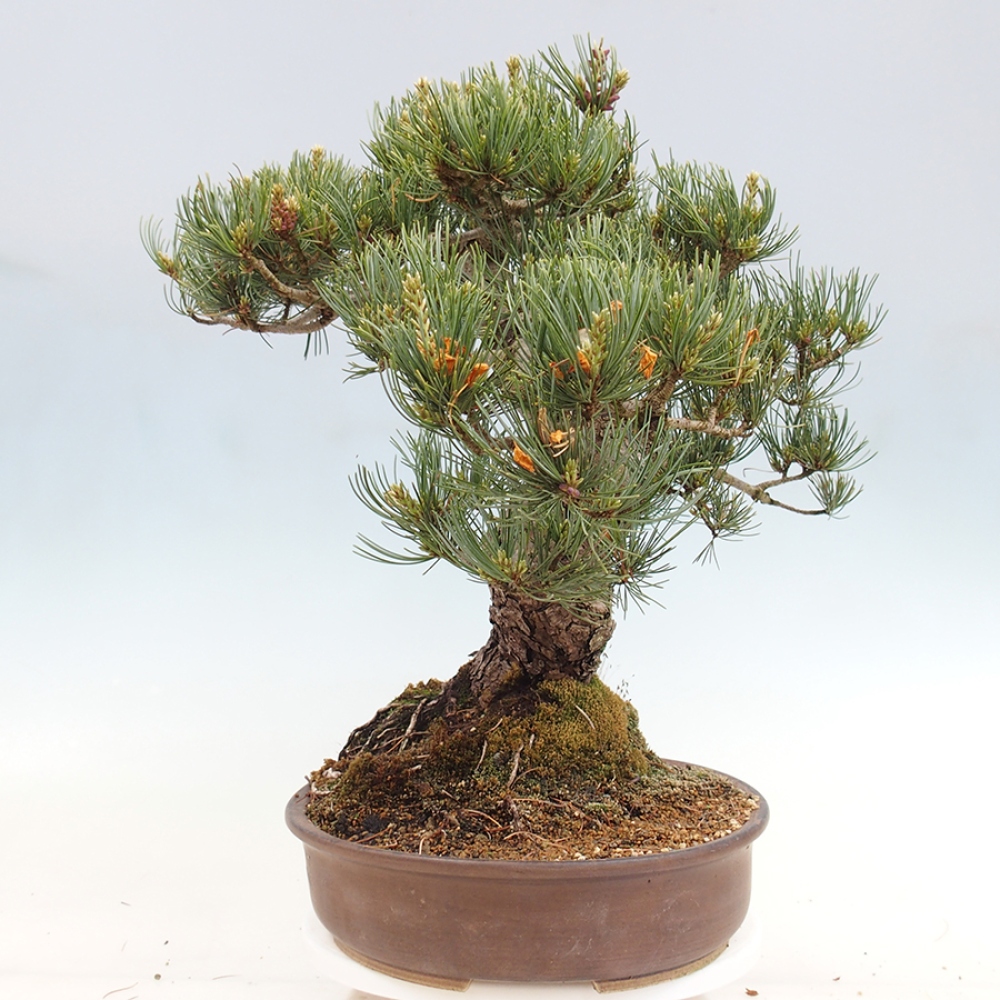Venkovní bonsai - Pinus parviflora - Borovice drobnokvětá
