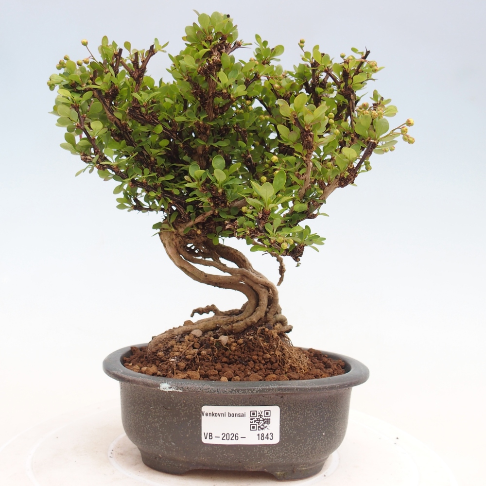 Venkovní bonsai - Berberis coreana - Dřištál korejský