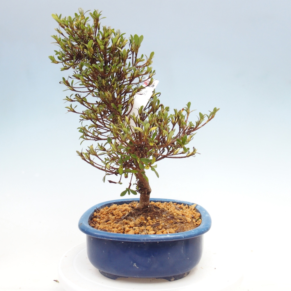 Venkovní bonsai - Japonská azalka - Azalea Nikko
