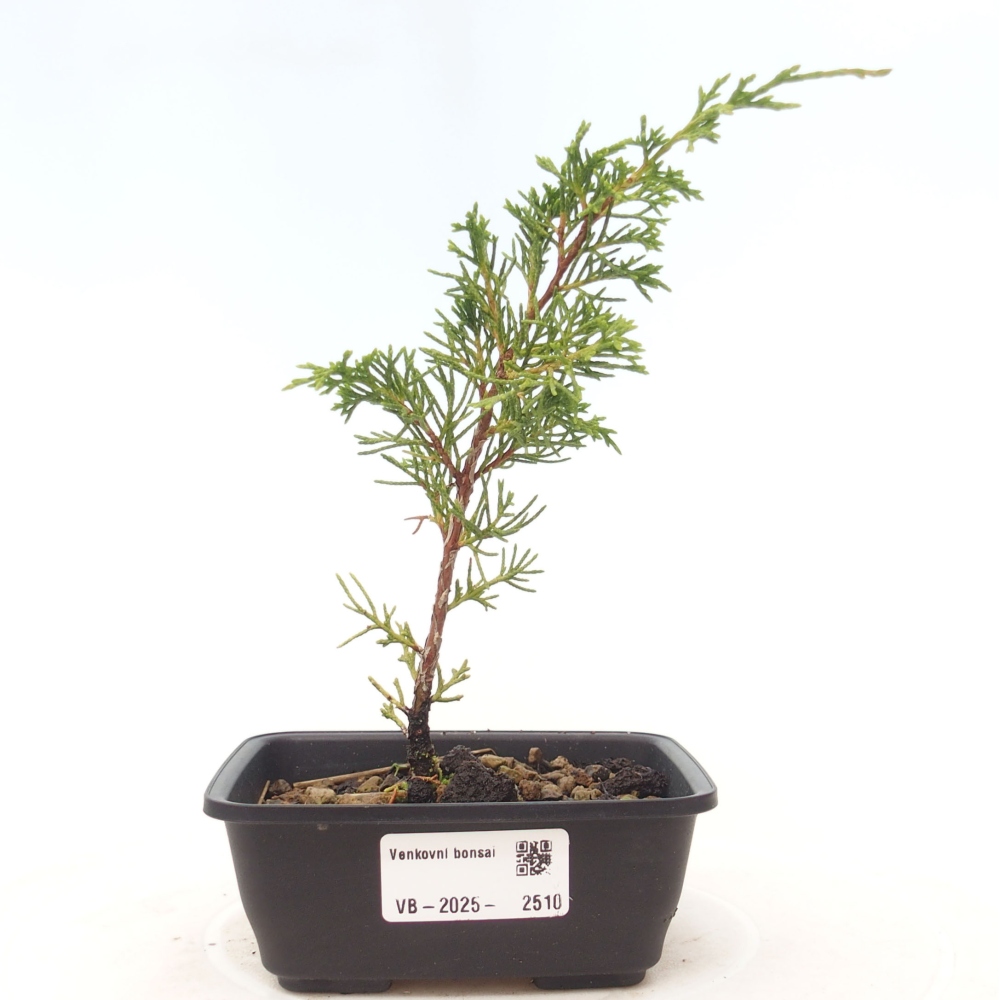 Venkovní bonsai - Juniperus chinensis Itoigawa -Jalovec čínský