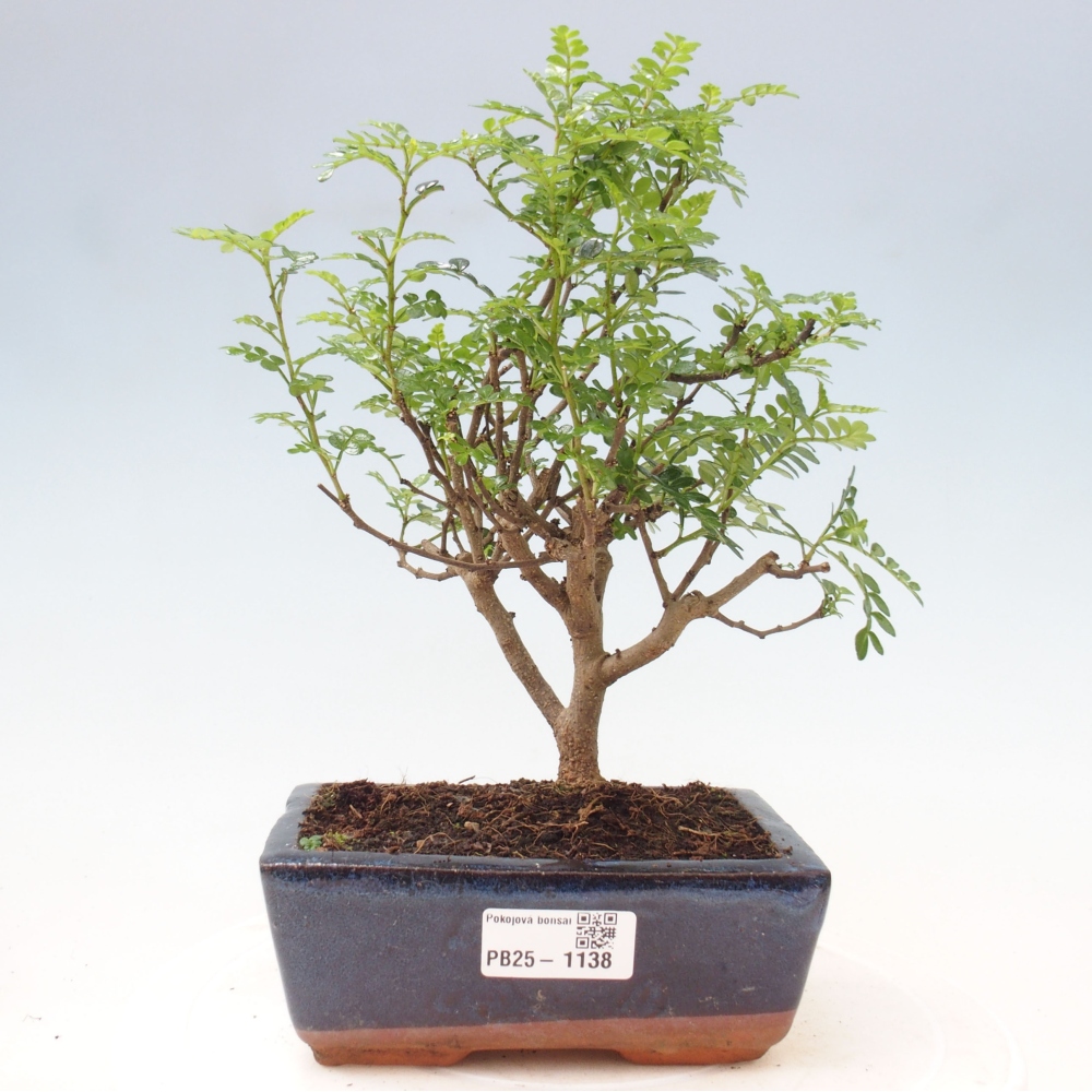 Pokojová bonsai - Zantoxylum piperitum - pepřovník