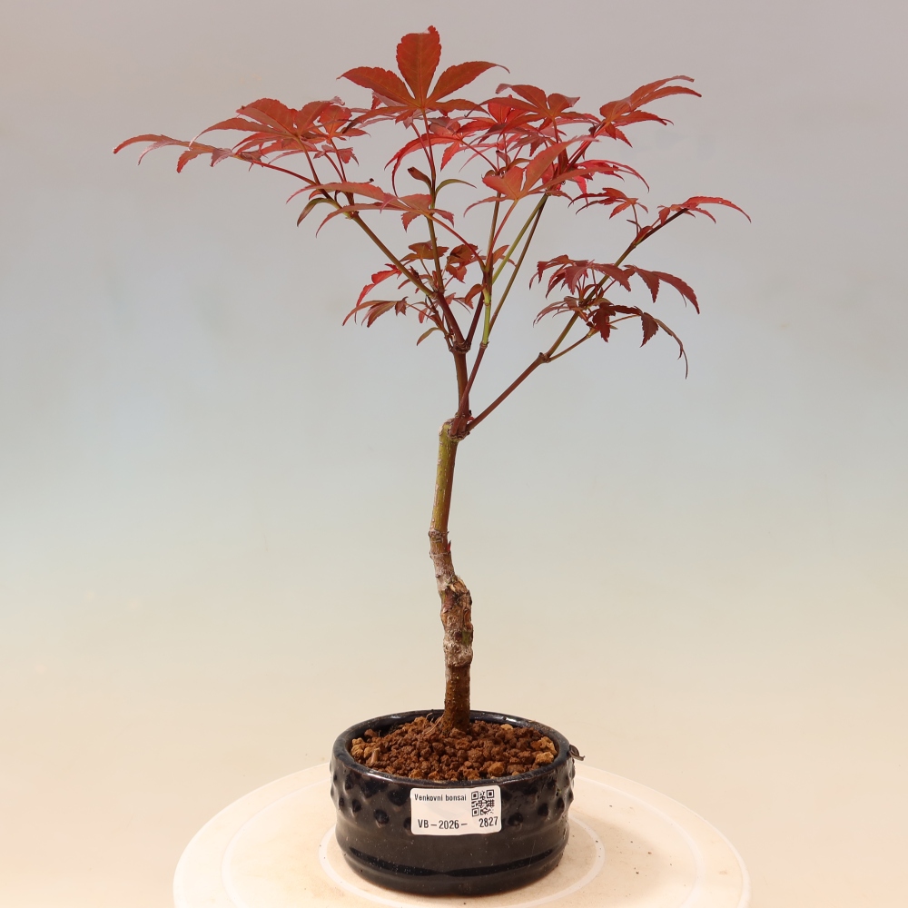 Venkovní bonsai - Acer palm. Atropurpureum-Javor dlanitolistý