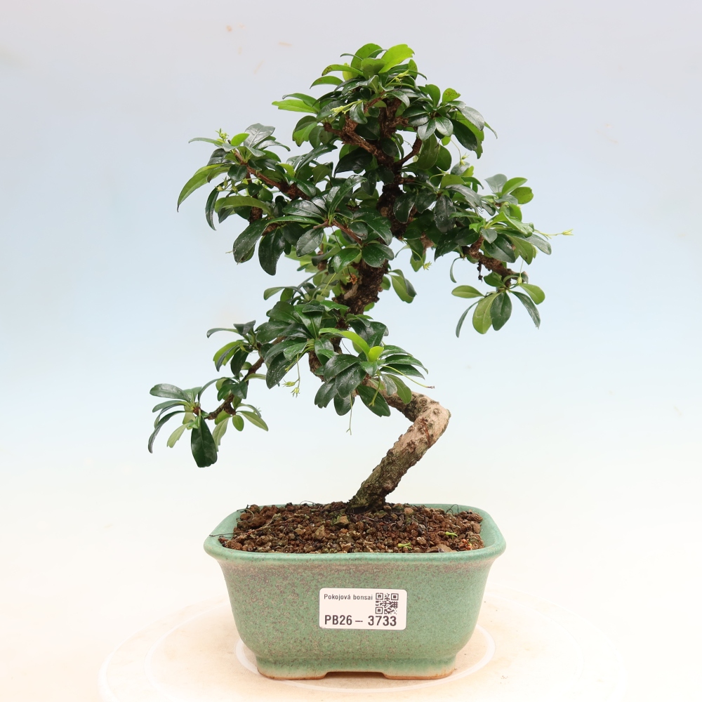 Pokojová bonsai - Carmona macrophylla - Čaj fuki