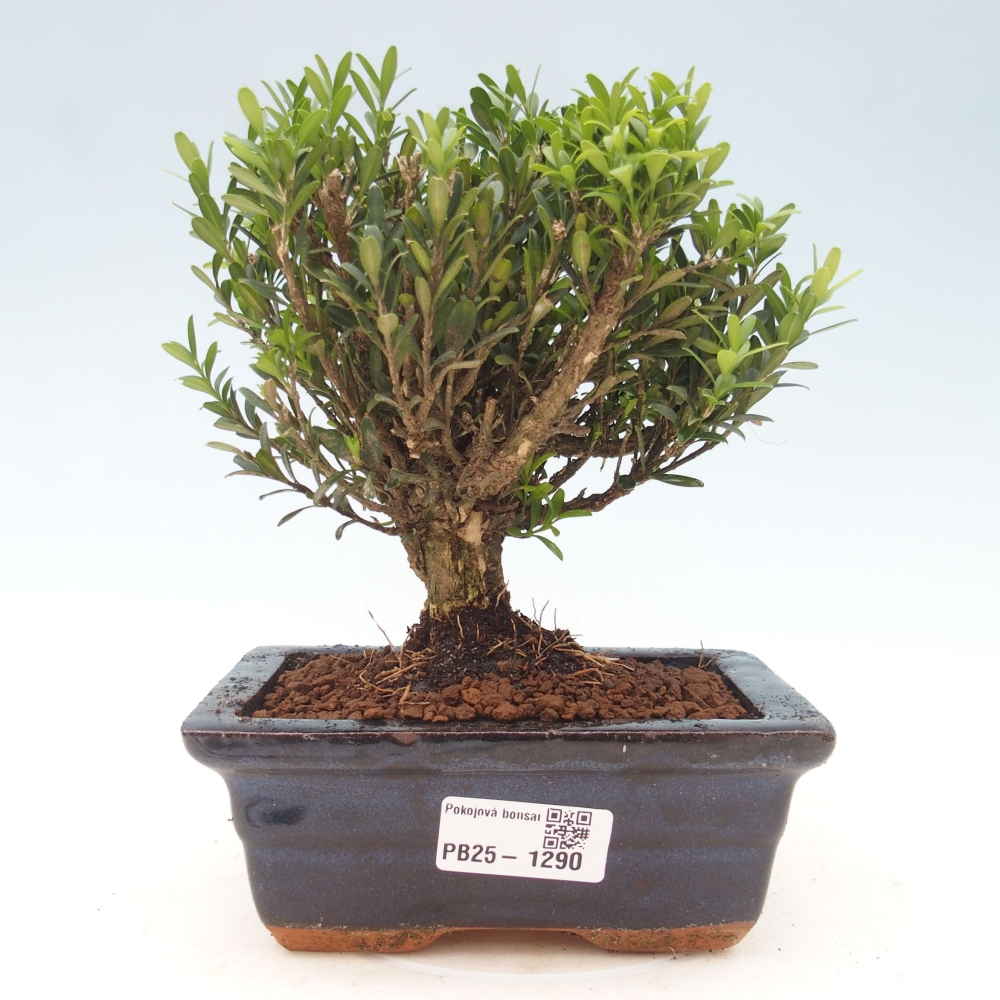 Pokojová bonsai - Buxus harlandii - korkový buxus