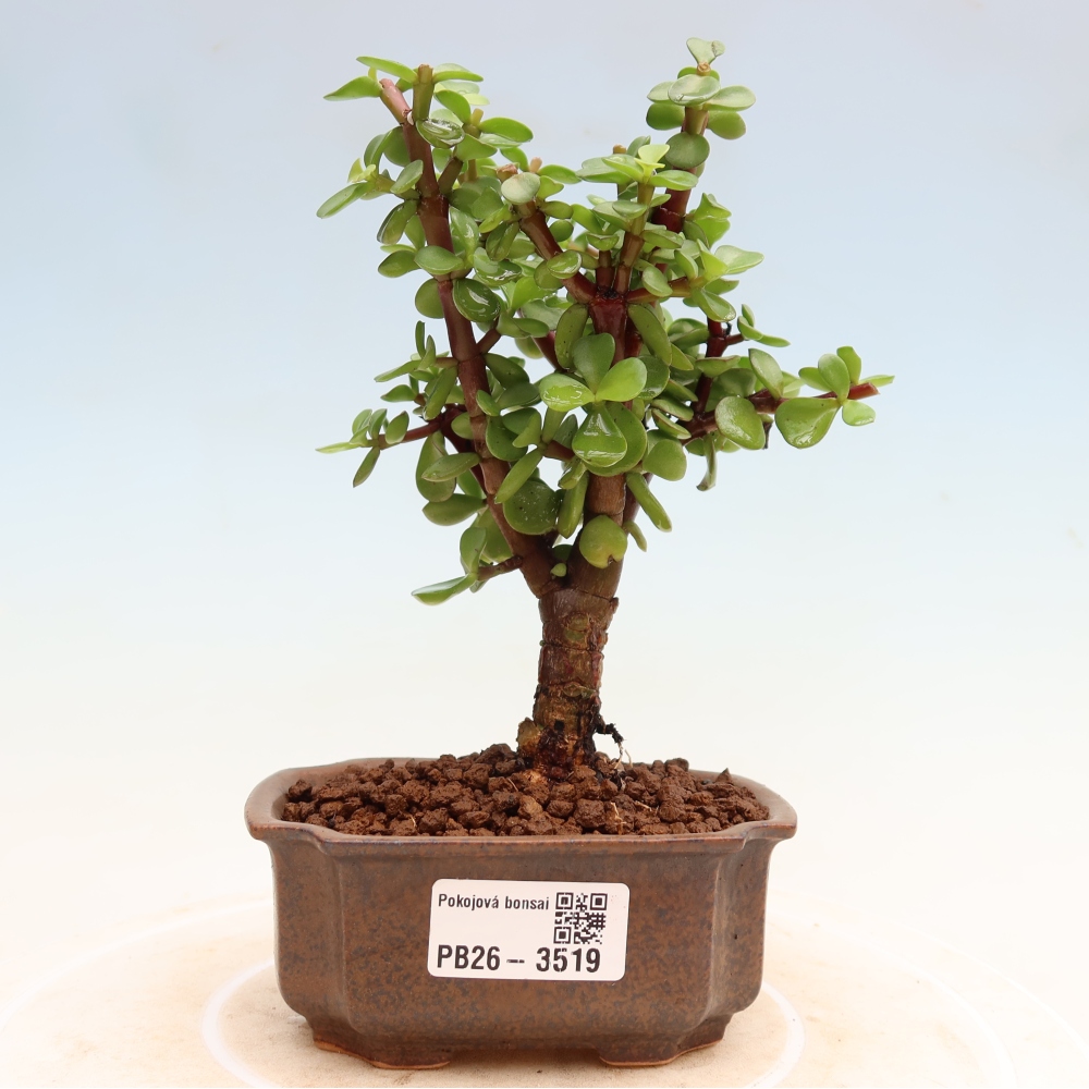 Pokojová bonsai - Portulakaria Afra - Tlustice