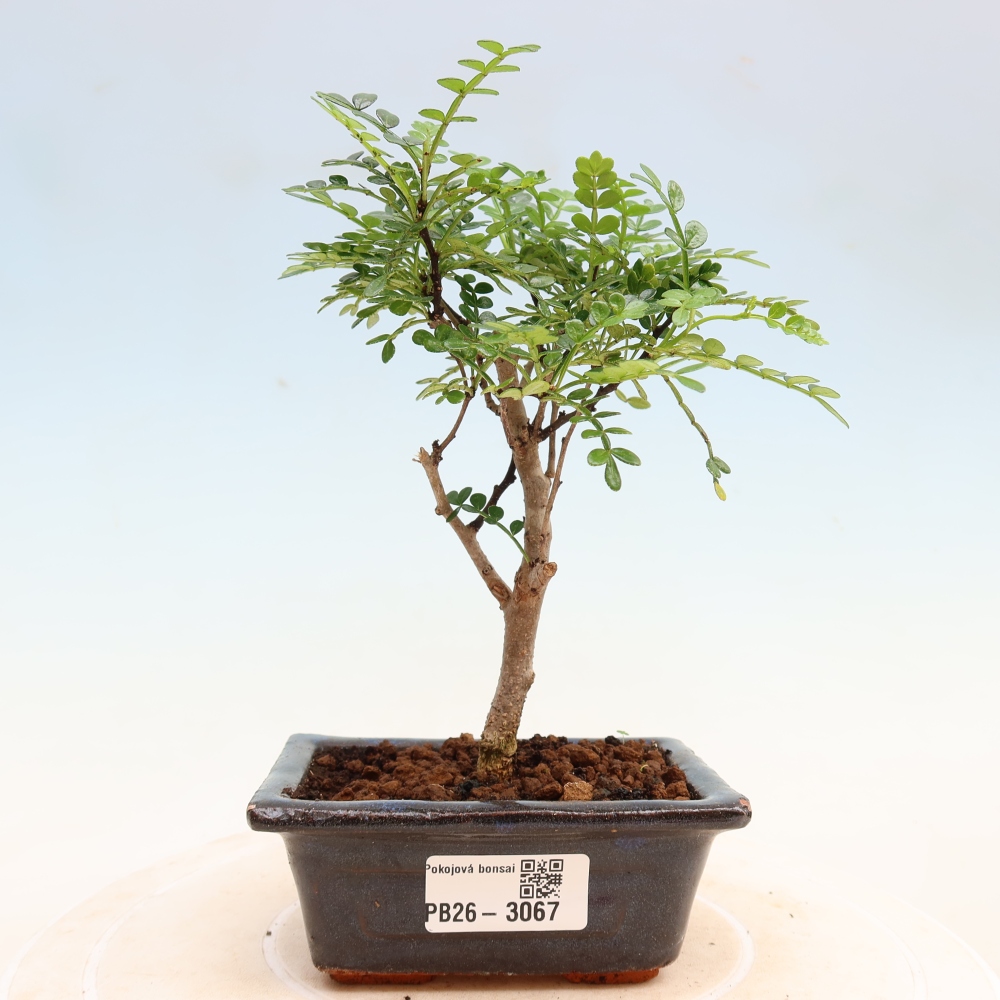 Pokojová bonsai - Zantoxylum piperitum - pepřovník