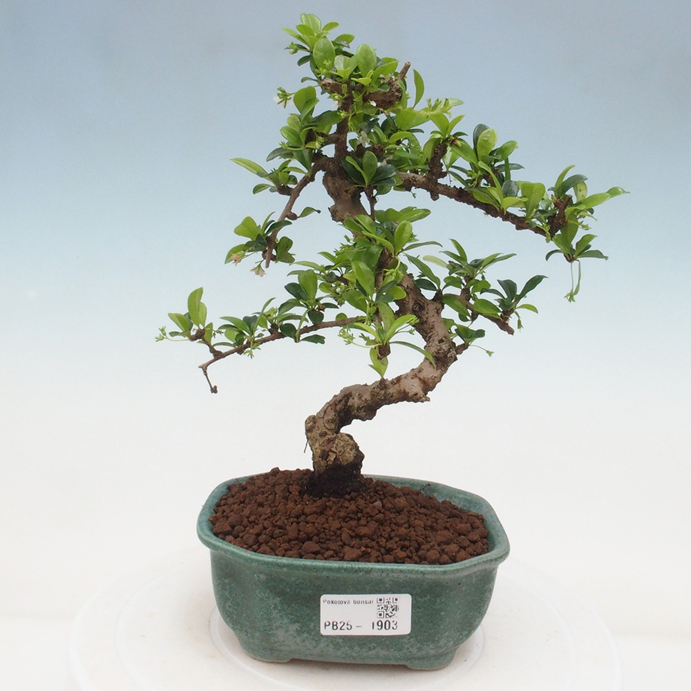 Pokojová bonsai - Carmona macrophylla - Čaj fuki
