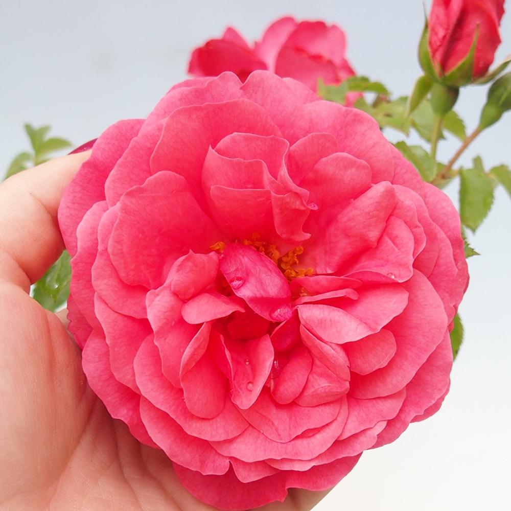 Venkovní bonsai - Rosa Kordes -  růže