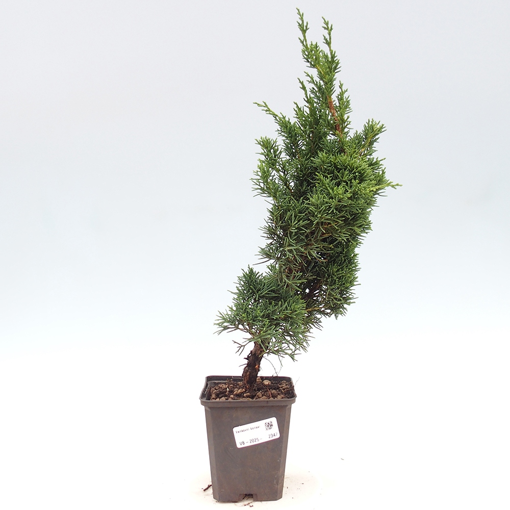 Venkovní bonsai - Juniperus chinensis Kishu -Jalovec čínský