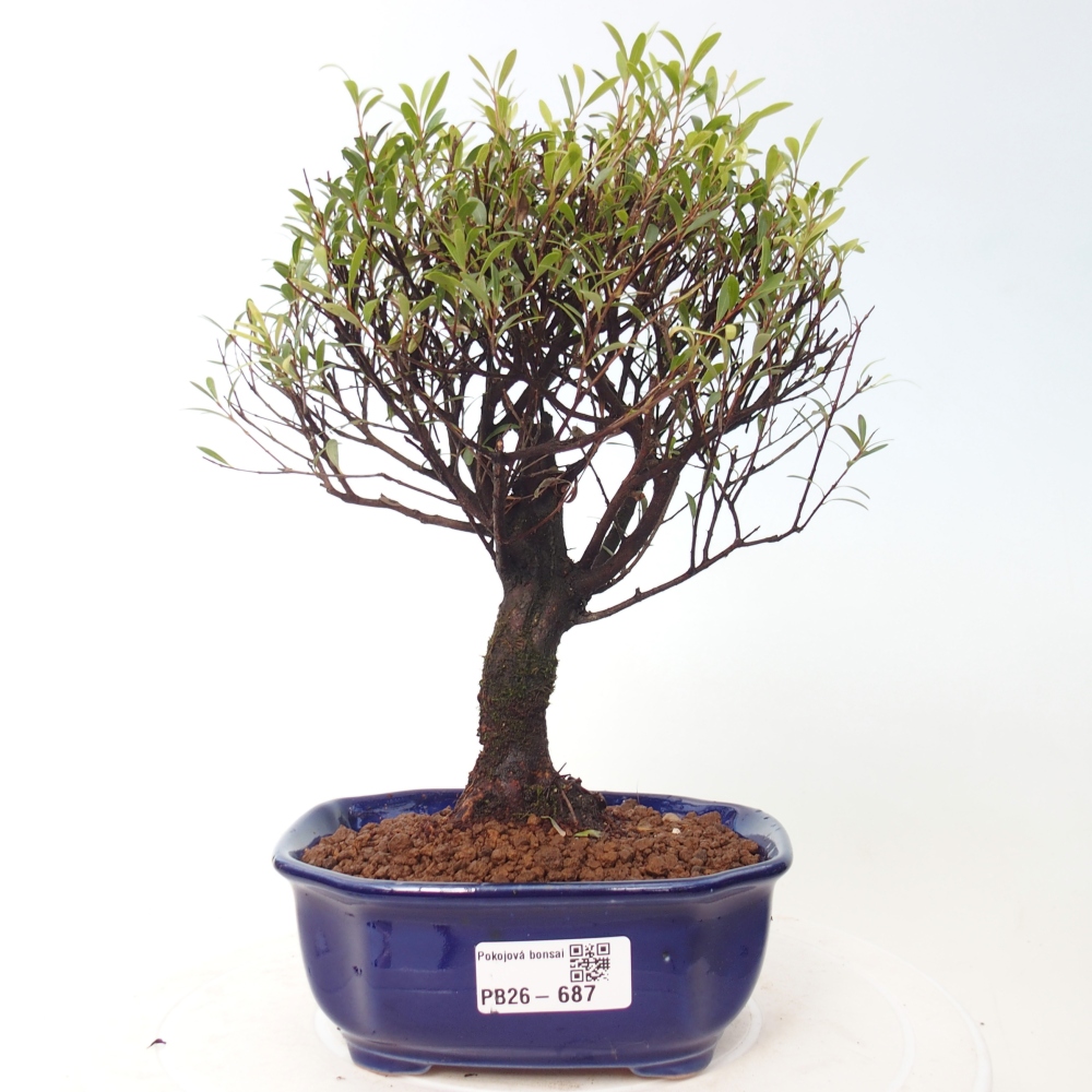 Pokojová bonsai - Syzygium - Pimentovník