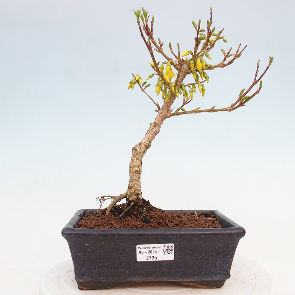 Venkovní bonsai - Zlatice - Forsythia intermedia 