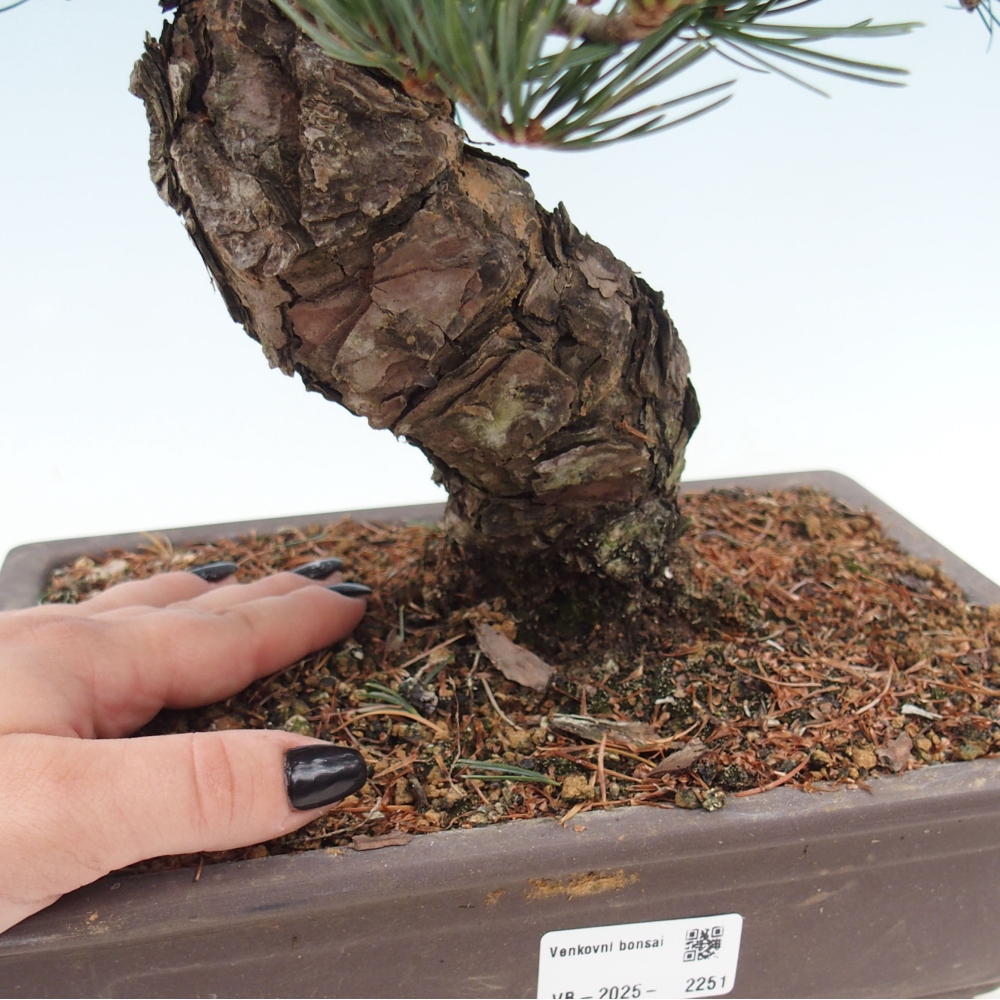 Venkovní bonsai - Pinus parviflora - Borovice drobnokvětá