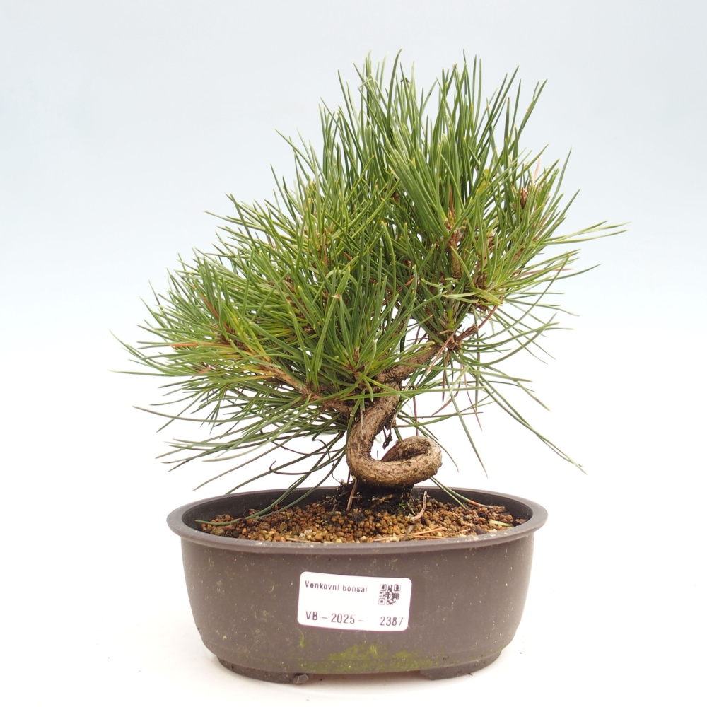 Venkovní bonsai - Pinus thunbergii - Borovice thunbergova