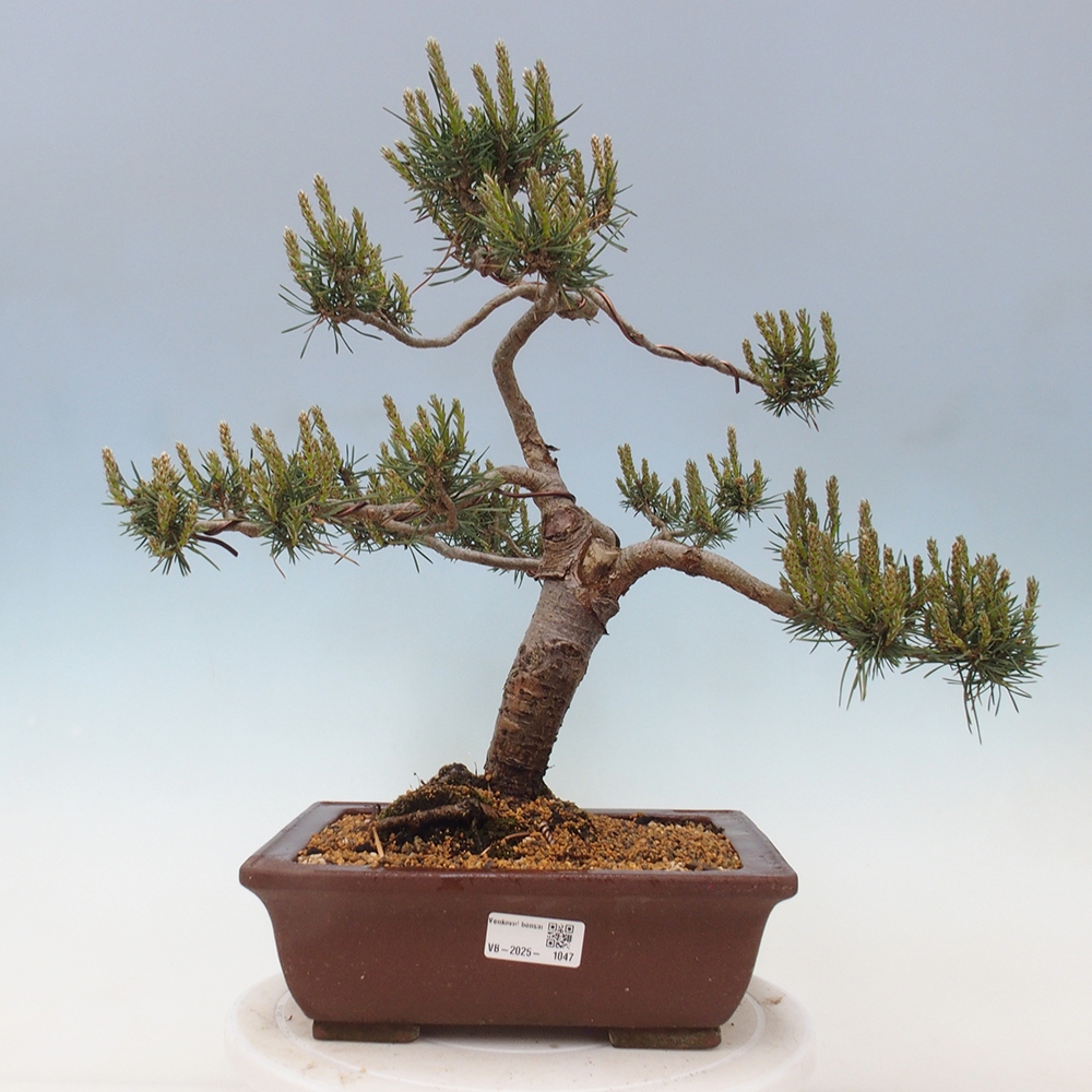 Venkovní bonsai - Pinus Sylvestris Watererri - Borovice lesní