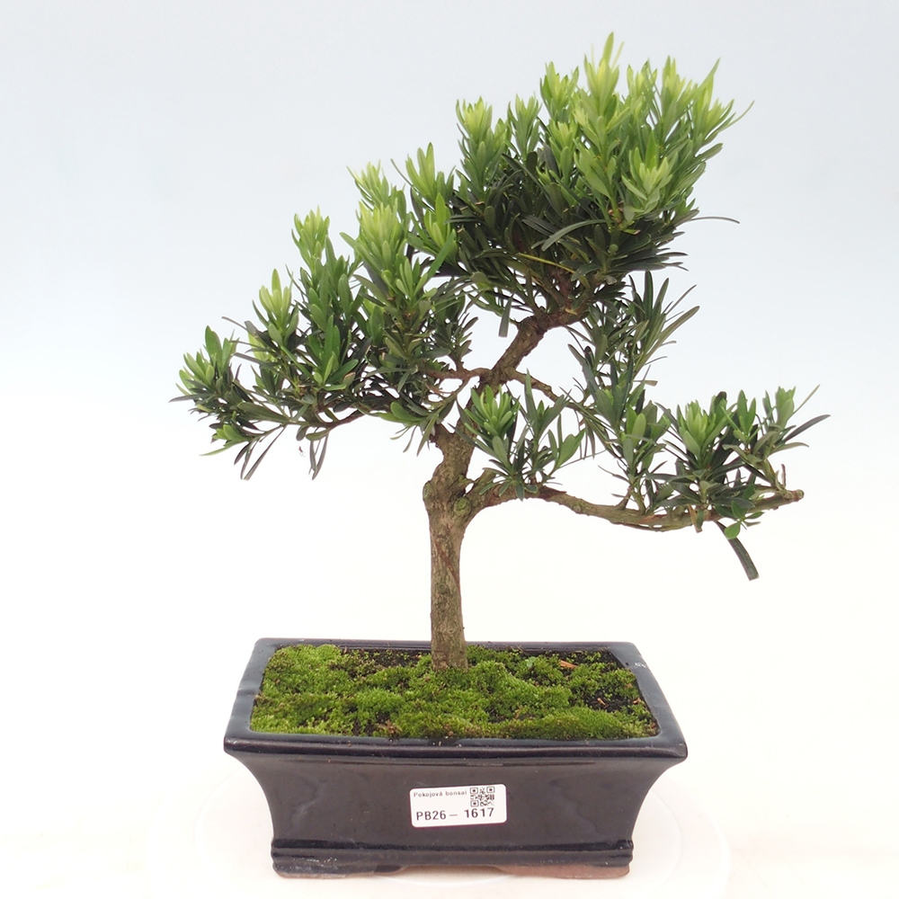 Pokojová bonsai - Podocarpus - Kamenný tis
