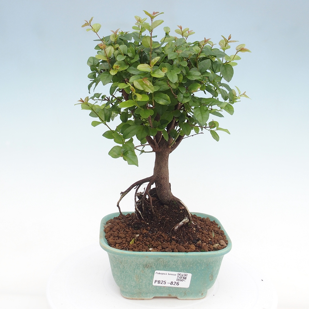 Pokojová bonsai - Sagerécie thea - Sagerécie thea