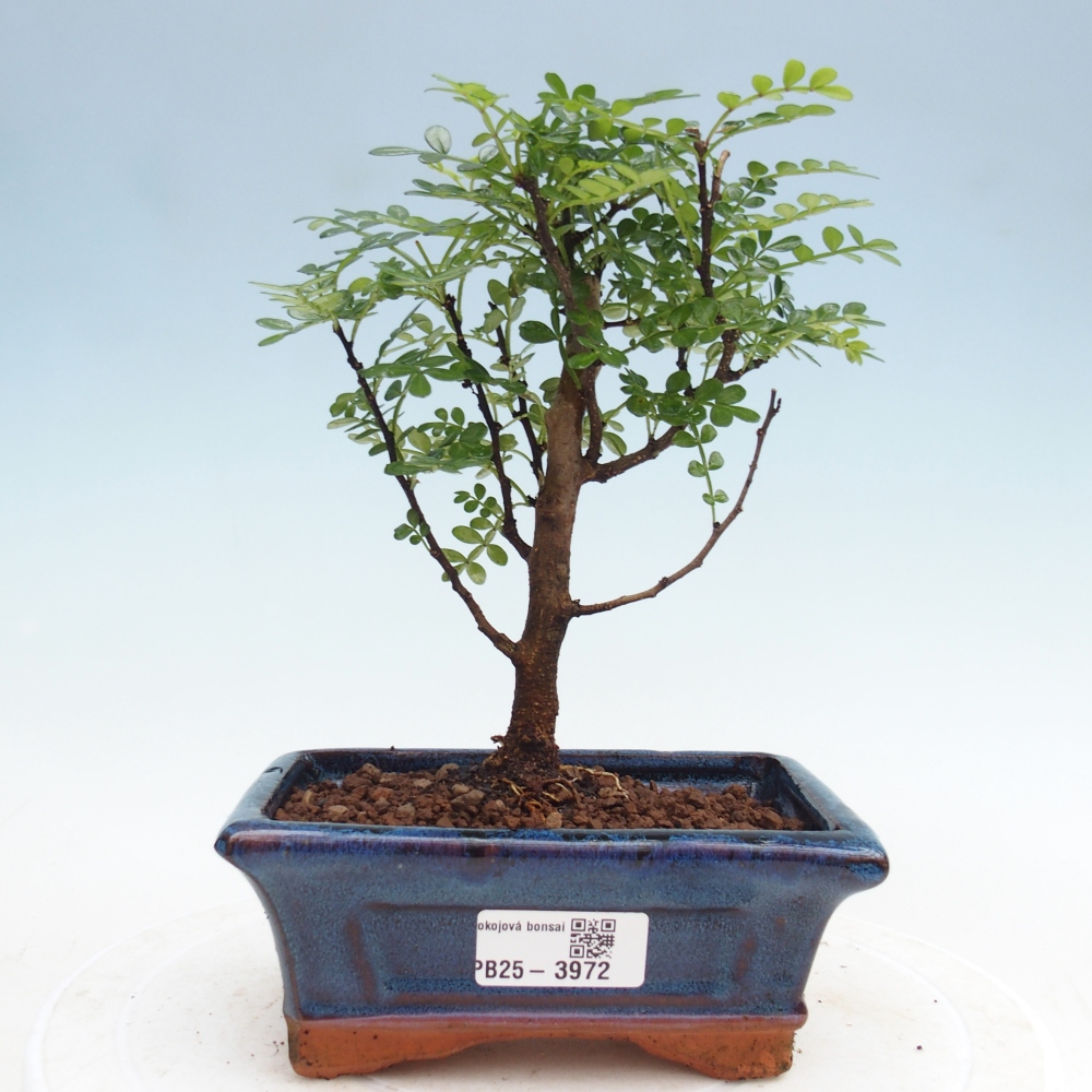 Pokojová bonsai - Zantoxylum piperitum - Pepřovník