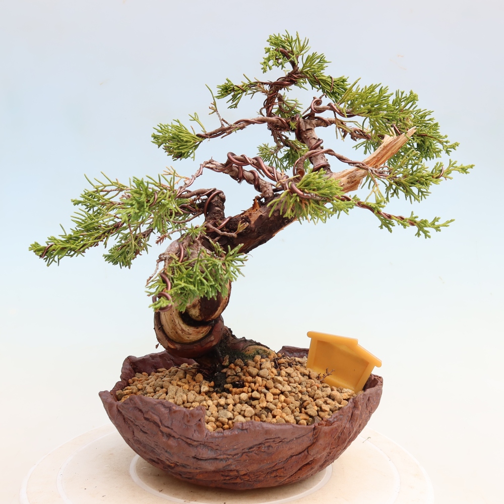 Venkovní bonsai - Juniperus chinensis Itoigawa-Jalovec čínský
