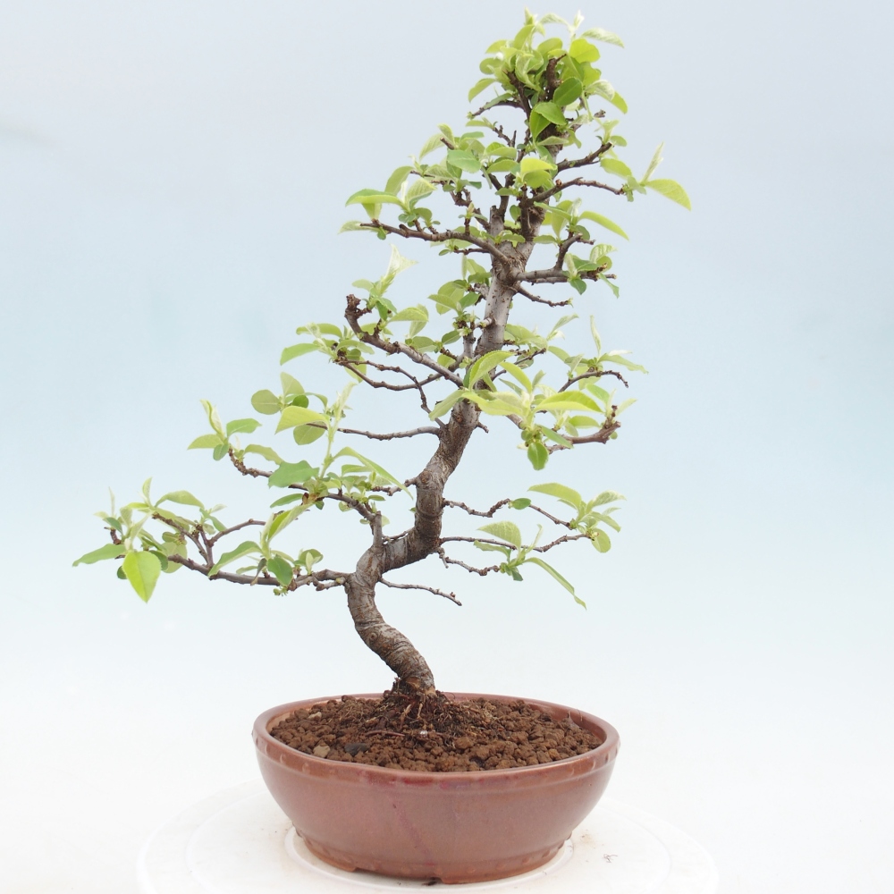 Venkovní  bonsai -  Chaneomeles chinensis - Kdoulovec čínsky