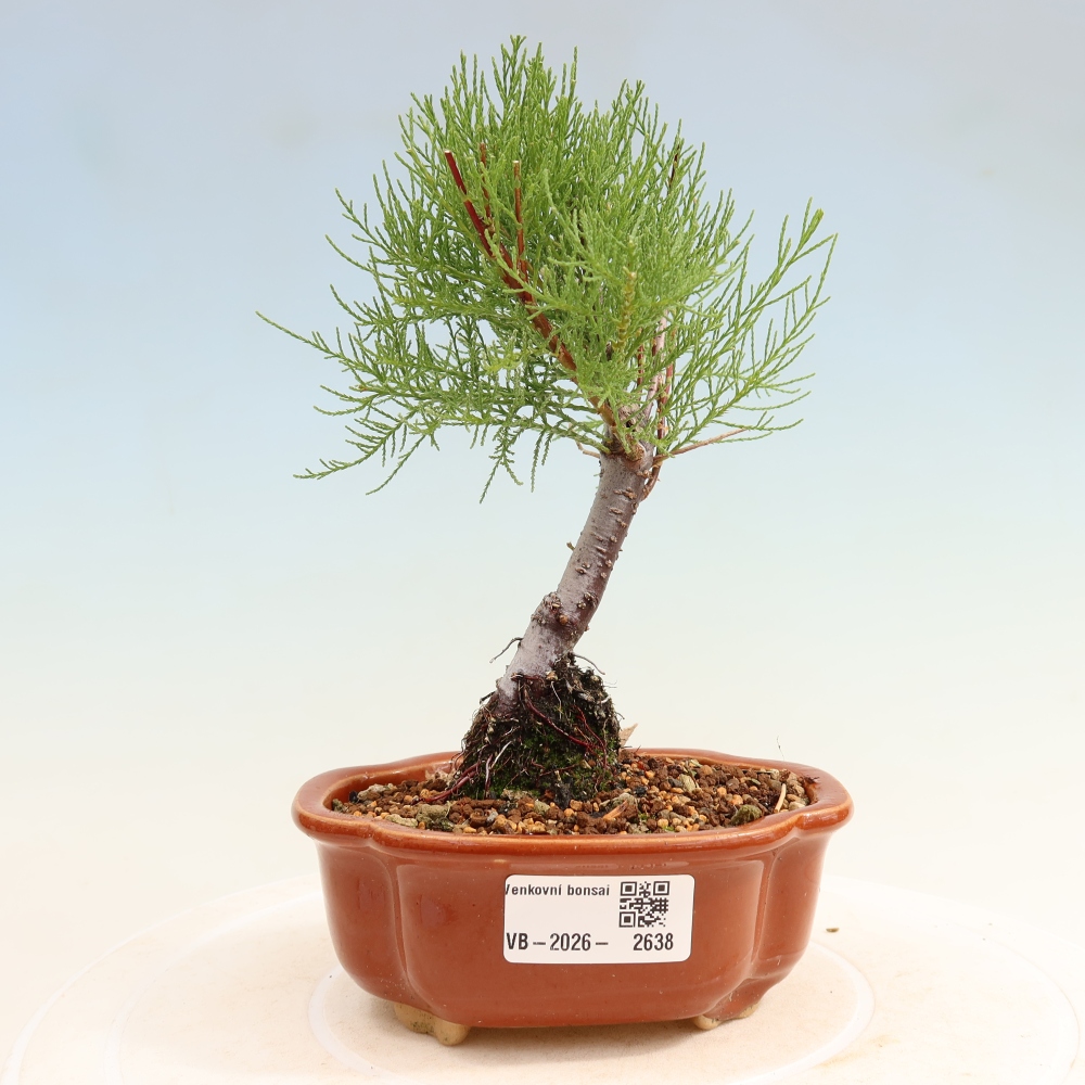 Venkovní bonsai - Tamaryšek - Tamarix