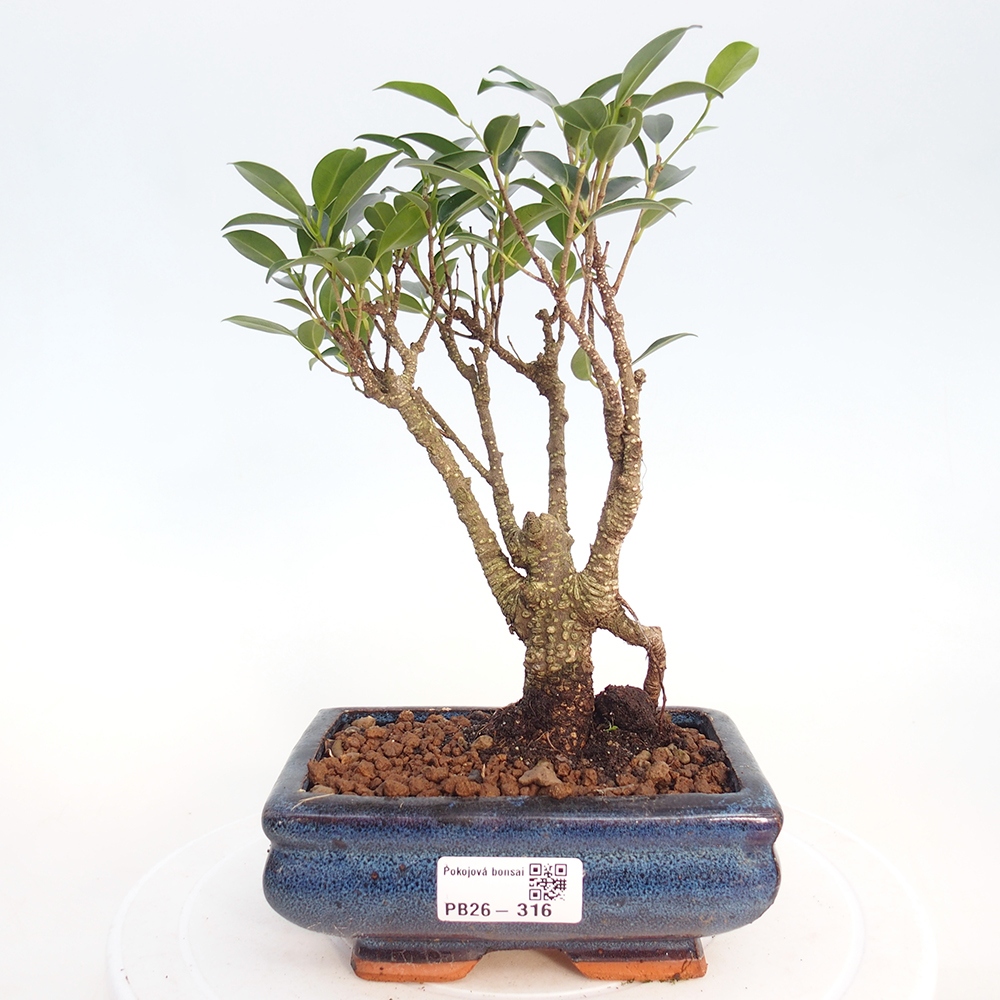 Pokojová bonsai - Ficus retusa -  malolistý fíkus