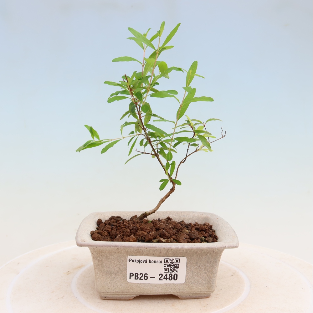 Pokojová bonsai-PUNICA granatum nana-Granátové jablko