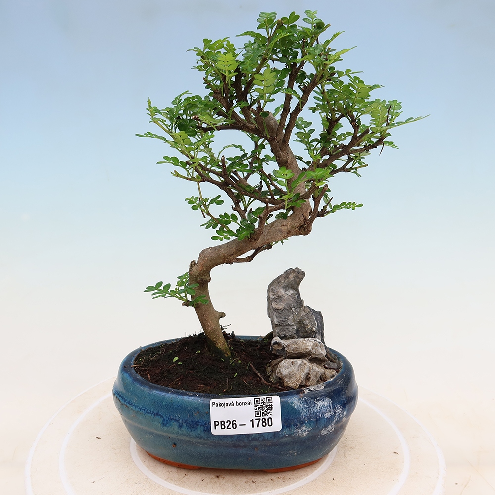 Pokojová bonsai - Zantoxylum piperitum - Pepřovník