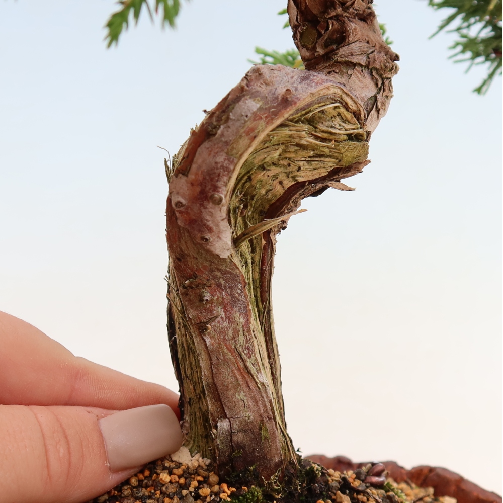 Venkovní bonsai - Juniperus chinensis Itoigawa-Jalovec čínský