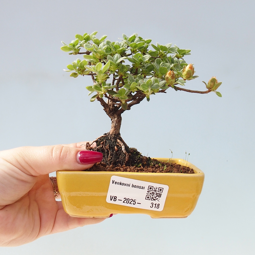 Venkovní bonsai - Rhododendron indicum - Japonská azalka