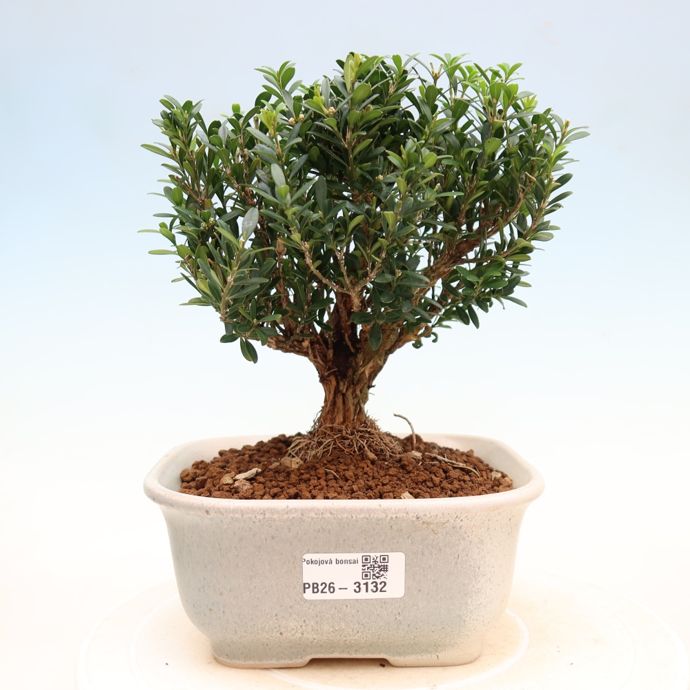 Pokojová bonsai - Buxus harlandii -korkový buxus