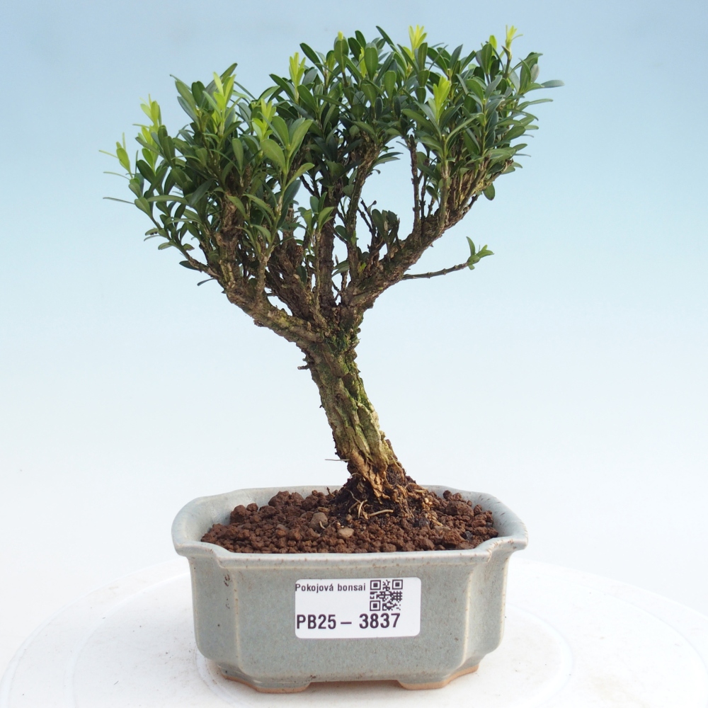 Pokojová bonsai - Buxus harlandii -korkový buxus