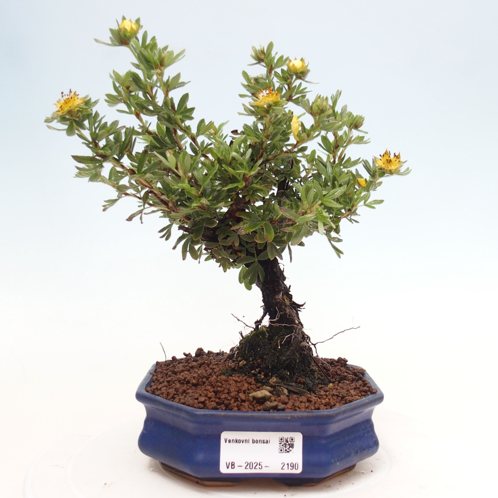 Venkovní bonsai-Mochna křovitá - potentila fruticosa yellow Bird