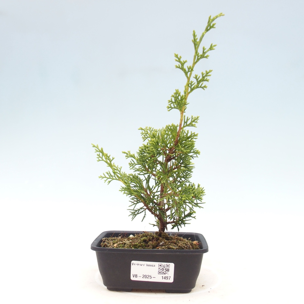 Venkovní bonsai - Juniperus chinensis Itoigawa -Jalovec čínský