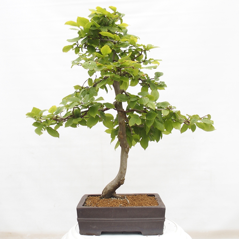 Venkovní bonsai - Habr obecný - Carpinus betulus