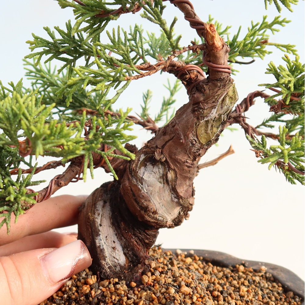 Venkovní bonsai - Juniperus chinensis Itoigawa -Jalovec čínský