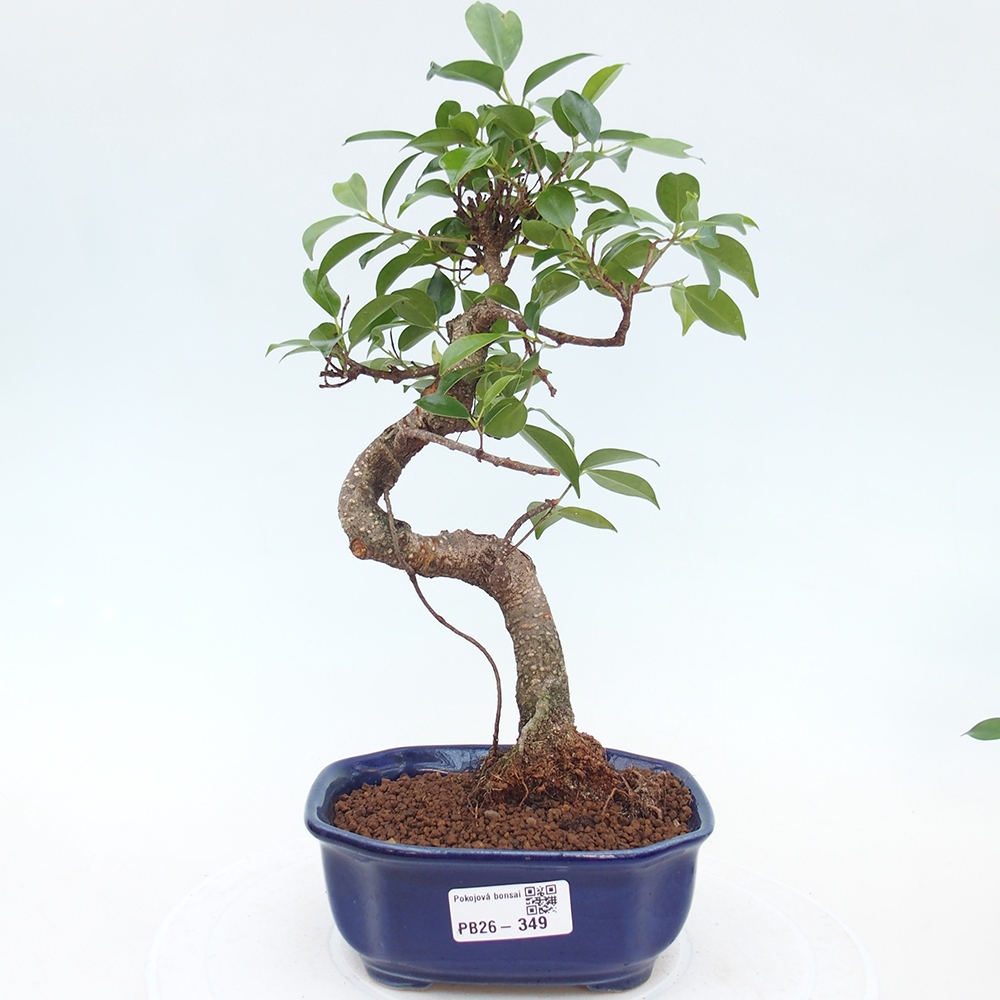 Pokojová bonsai - Ficus retusa -  malolistý fíkus