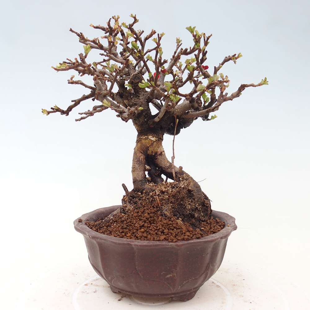 Venkovní  bonsai -  Chaneomeles speciosa - Kdoulovec ozdobný