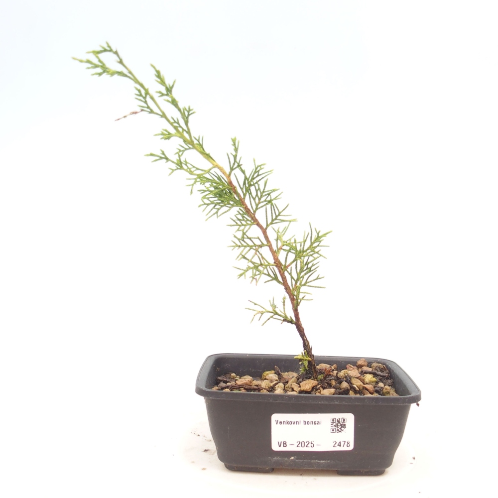 Venkovní bonsai - Juniperus chinensis Itoigawa -Jalovec čínský