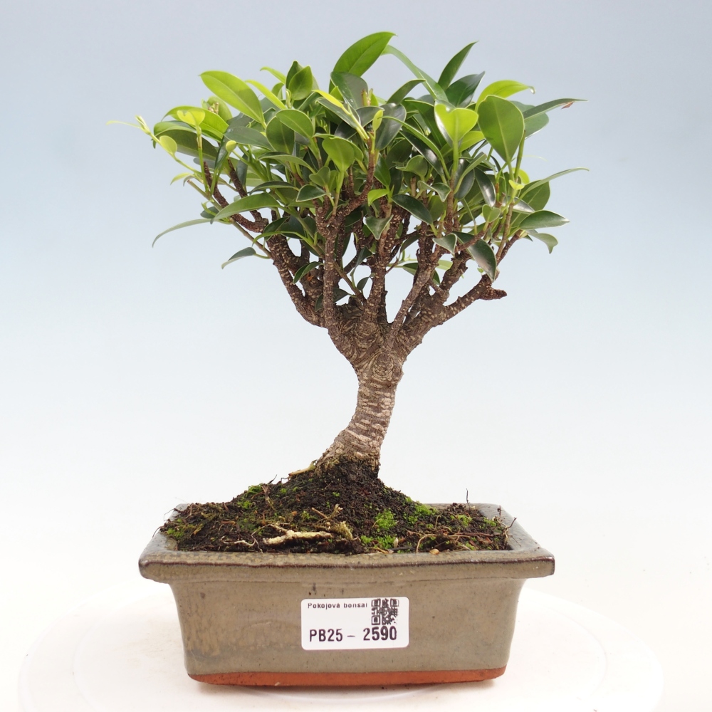 Pokojová bonsai - Ficus retusa -  malolistý fíkus