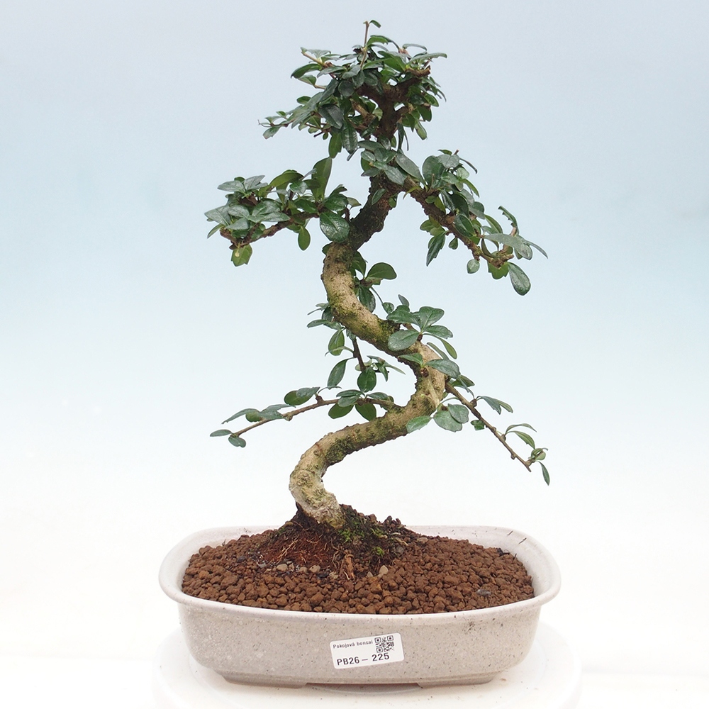 Pokojová bonsai - Carmona macrophylla - Čaj fuki
