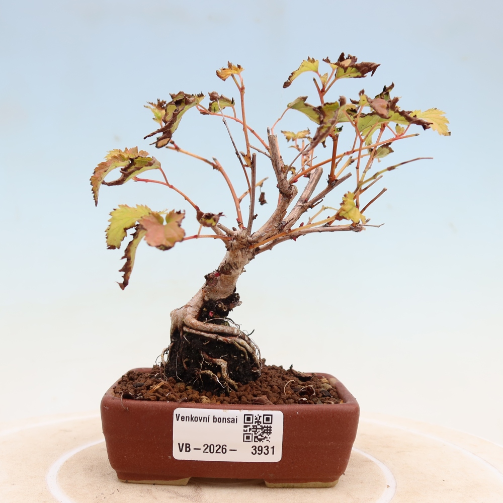Venkovní bonsai -  Stephanandra incisa - Korunatka klaná