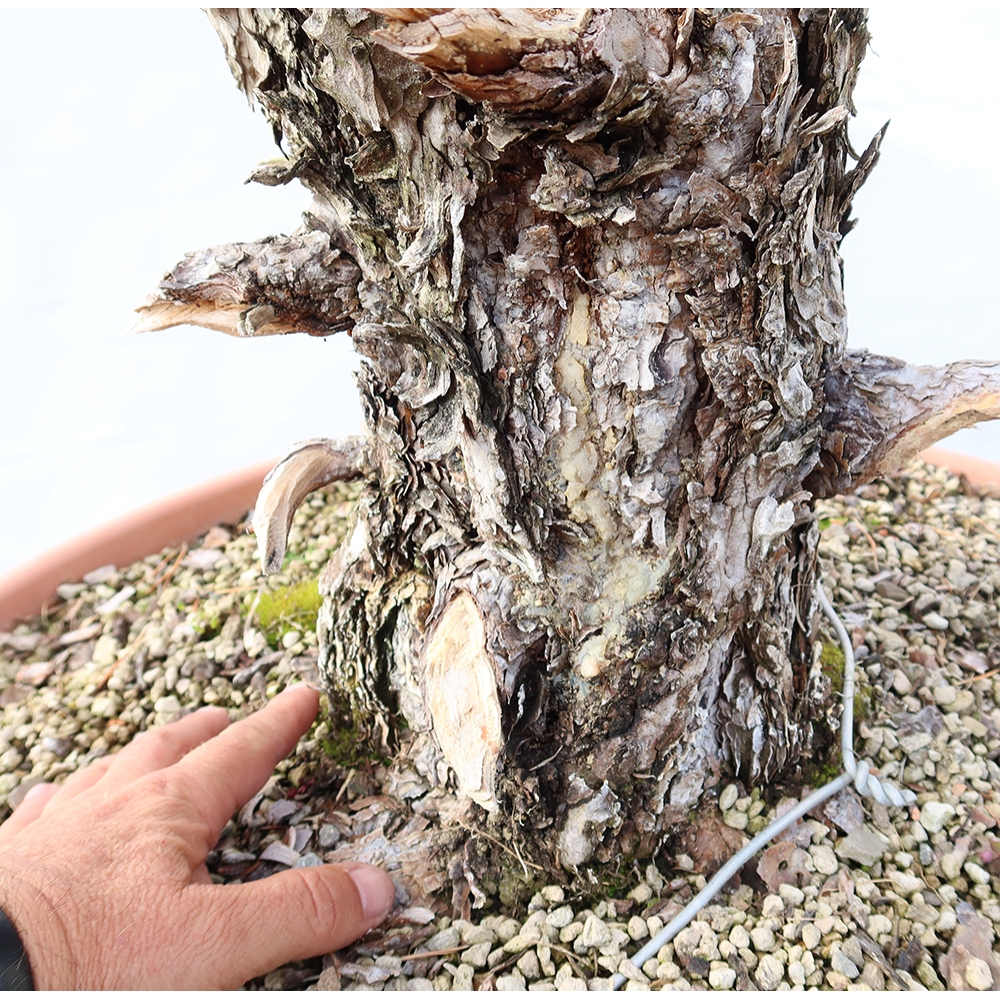 Pinus sylvestris Španělsko - borovice lesní