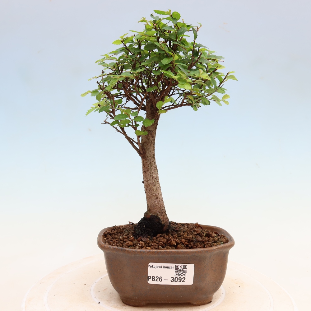 Pokojová bonsai - Ulmus parvifolia - Malolistý jilm
