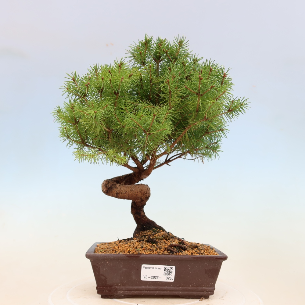 Venkovní bonsai- Smrk kulovitý - Picea glauca globe