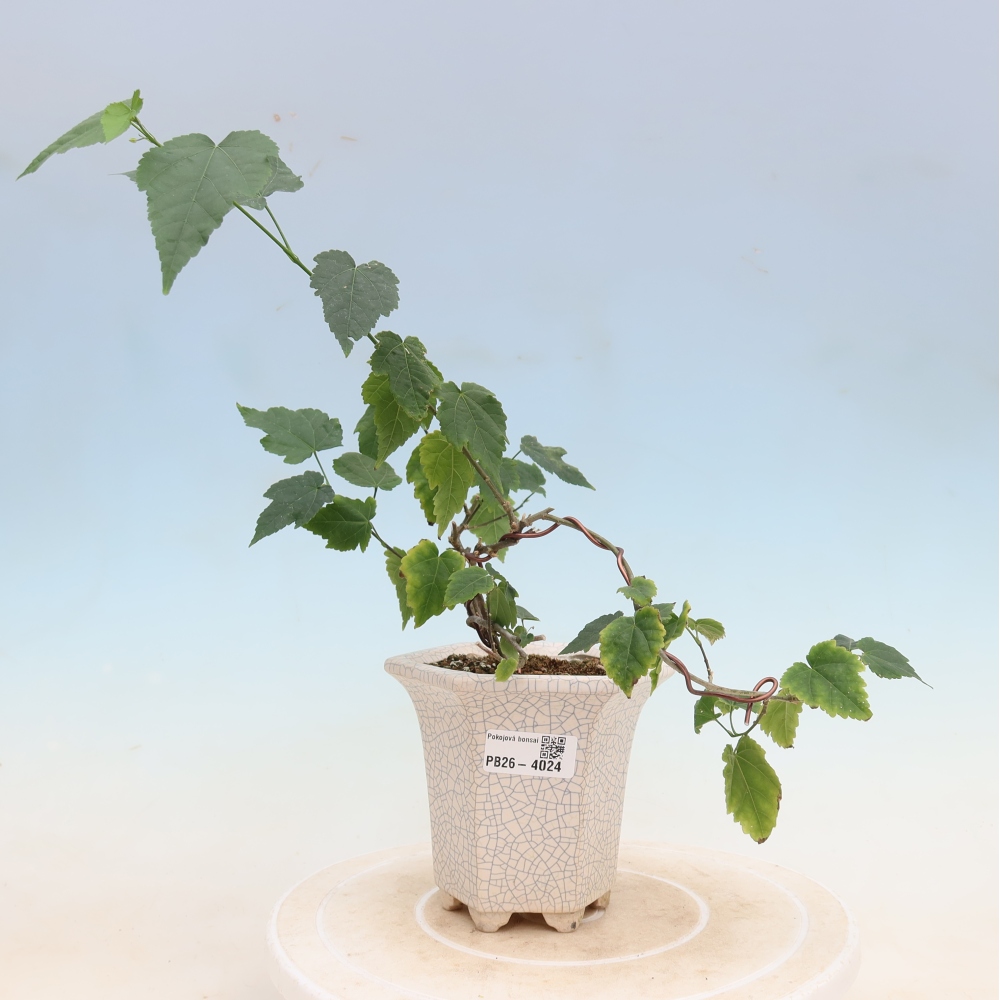 Pokojová bonsai - Abutilon Big Bell - Mračňák poříční